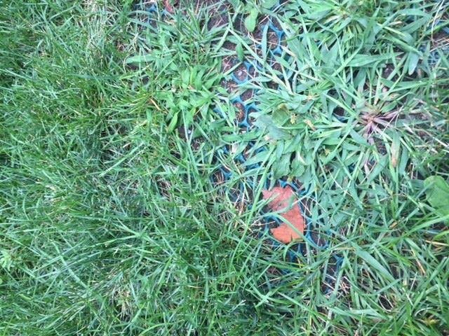 Ridley College — grass protection at building entrances